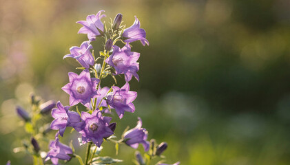Obraz premium Vibrant and delicate purple bellflower blossoms stand tall against a soft, sun-drenched bokeh background, highlighting the beauty of nature?s bloom and gentle outdoor light