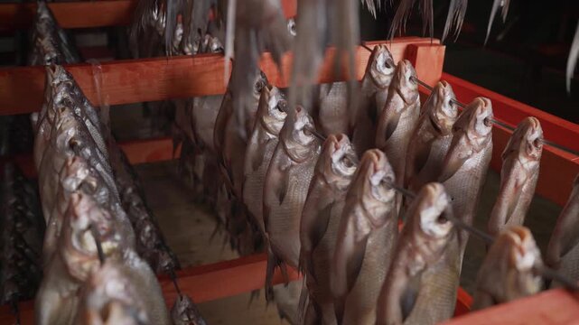 Close up video shows rows of salted fish, likely bream or vobla, hanging on wooden racks to dry. Camera moves through fish processing facility, showing traditional food preservation method