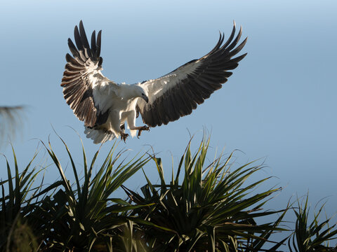 Fish eagle landing with wings spread and talons extended in dramatic wildlife action on treetop. Powerful bird of prey in natural environment