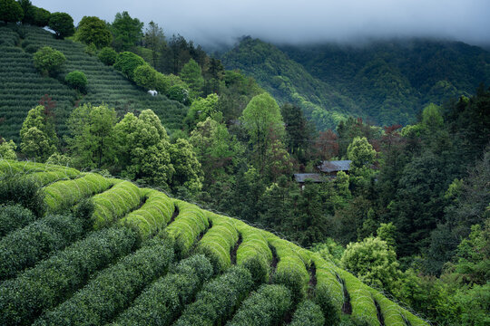 Misty mountain terraced tea plantation with lush green rows and distant forested hills