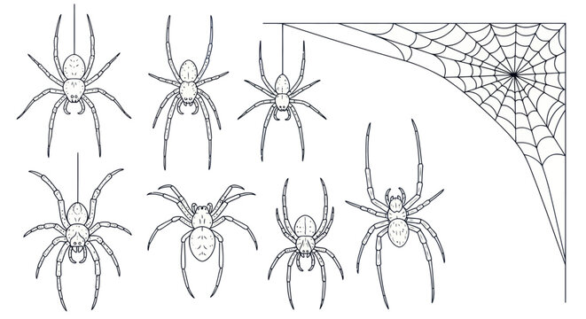 Group of spiders on a web.