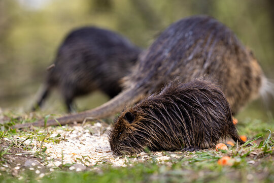 Nutrias or coypus (Myocastor coypus) eat food scraps such as oatmeal and carrots left behind by passersby