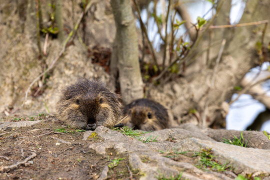 Two young wild nutrias or coypus (Myocastor coypus) are sleeping between tree roots on the bank of a body of water