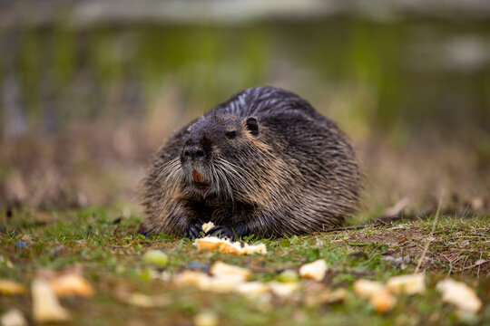 A wild nutria or coypu (Myocastor coypus) eats food scraps left behind by passersby