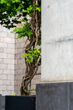 Modern architecture concrete wall with ivy greenery and rich texture creating vertical contrast in minimalist urban exterior detail