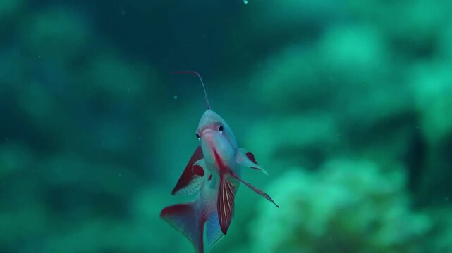 A close up shot of a male Lyretail Anthias Pseudanthias squamipinnis, also known as Sea Goldie or Scalefin Anthias, with its characteristic vibrant pink and red coloration, gracefully swimming amidst 