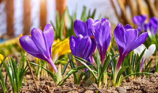 Crocus spring flowers in garden. Sunny time springtime day with sunshine light. Close-up. Shallow depth of field.
