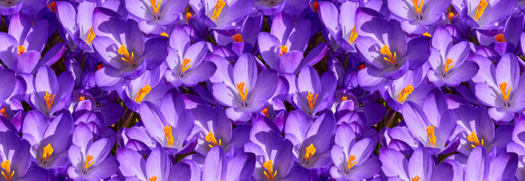 Seamless wallpaper pattern with crocus spring flowers in garden. Sunny time springtime day with sunshine light. Close-up. Shallow depth of field. Natural background