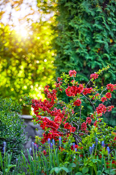 Pink quince flowers in the green garden. Springtime blooming on the trees with warv evening sunshine lighting. Blurry background. Landscape design.