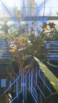 Cactus, plants moving, AR overlay appearing with blue lines converging, mapping data for design