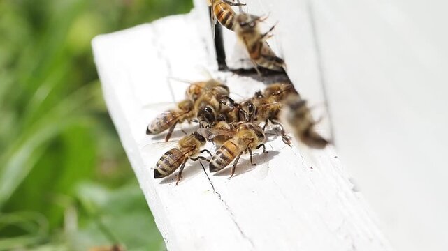 > **Documentary-style footage at a beehive entrance showing guard bees identifying and repelling an intruder honey bee that entered the wrong hive, illustrating natural colony defense and social behav