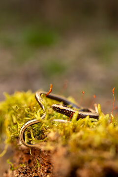 Slow worm creeping on moss