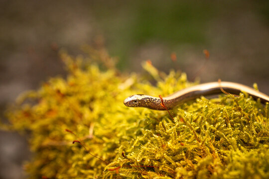 Slow worm creeping on moss