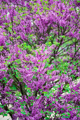 Obraz premium Judas tree, Cercis siliquastrum, Eastern redbud, Albero di Giuda, pink flowers in spring