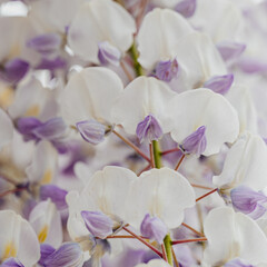 Fototapeta premium wisteria, Chinese wisteria, purple flowerin spring