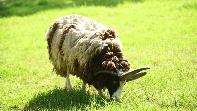 Jacob sheep grazing on green grass. Four-horned sheep in sunny meadow. Multi-horned rare breed sheep, domestic farm animal, organic livestock farming concept, preservation of rare breeds