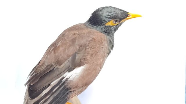 Featuring the Indonesian Jalak Nias. A minimalist composition featuring a watchful Common Myna. The birds sharp vision is evident as it remains still, only moving its head to track movement