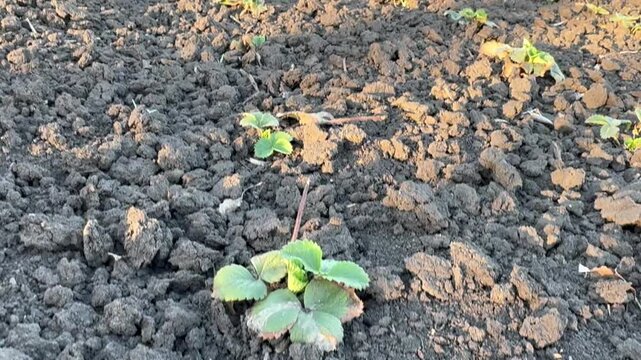 Growing strawberry plants in soil with fresh leaves in sunny weather in a garden space during spring