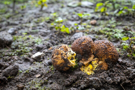 Close up of Jamur So, Melinjo, Common Earthball, Scleroderma aurantium, mushrooms growing around the Gnetum gnemon plant