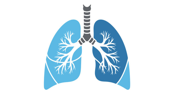 Stylized illustration of the human respiratory system featuring lungs and trachea on white