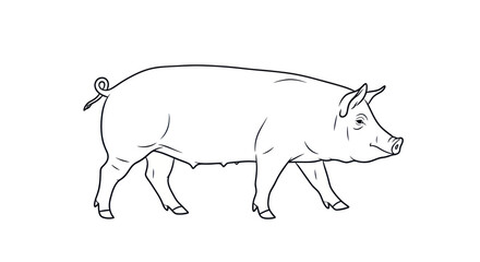 Fototapeta premium Simple black and white line art illustration of a walking domestic pig.