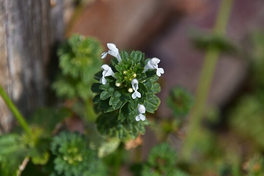 白い花のホトケノザ〔シロバナホトケノザ）
