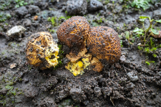 Close up of Jamur So, Melinjo, Common Earthball, Scleroderma aurantium, mushrooms growing around the Gnetum gnemon plant