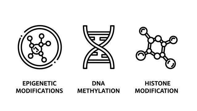Scientific icons for epigenetic modifications DNA methylation and histone modification representing molecular biology genetics and laboratory research concepts with epigenetic methylation genetics