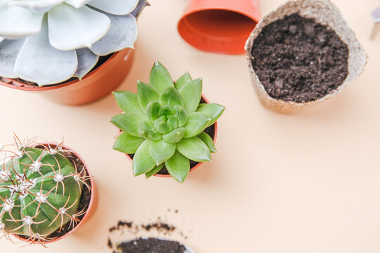 Potted green succulents and cactus with soil and pots arranged on a light surface.