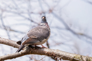 Gołąb grzywacz (Columba palumbus) © Janusz Lipiński
