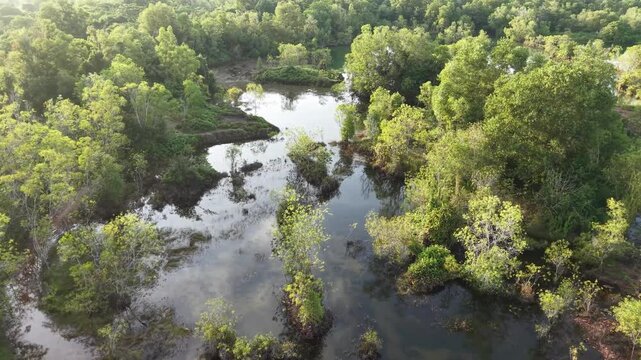 Drone footage showing an overgrown abandoned quarry lake surrounded by trees and wetland vegetation
