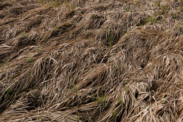 Naklejka premium dry grass in the wind