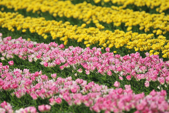 Champ de tulipes roses et jaunes 