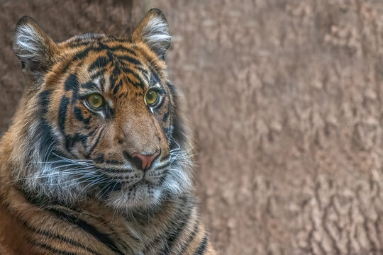 Sumatran tiger portrait looking up with alert expression and copy space