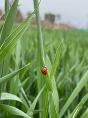 Obraz premium Ladybug on green grass blade in field with rural landscape background