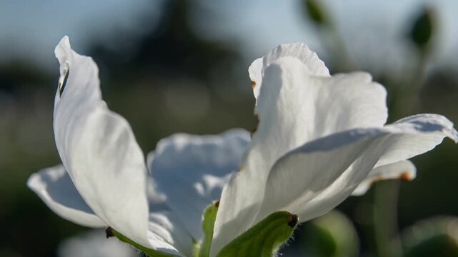 Opening white blossom gently revealing petals in garden, warm sun causing calyx hairs to glisten