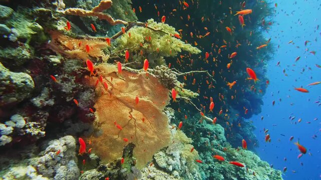 Underwater footage showcasing a healthy, colorful coral reef ecosystem alive with schools of bright orange anthias or similar small reef fish. The video captures the dynamic beauty and biodiversity of