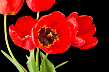 Obraz premium Bouquet of red tulips on a black background, close-up