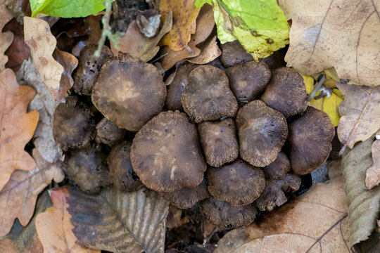 Coprinopsis atramentaria, Common inkcap. Common inkcap in the autumn forest. Top view