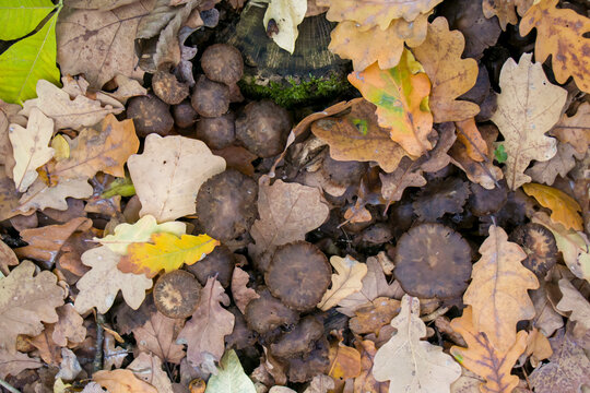 Coprinopsis atramentaria, Common inkcap. Common inkcap in the autumn forest. Top view