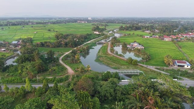Aerial drone view of Labuh Banting paddy fields