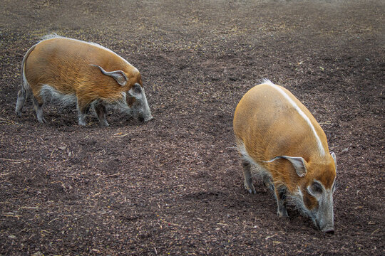 Two red river hogs foraging in dark soil with vibrant orange fur and tufted ears