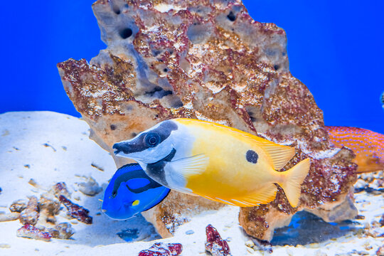 Foxface Rabbitfish and Blue Tang tropical fish swimming in aquarium