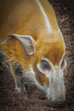 Red river hog standing in dark forest enclosure with vibrant orange fur and tufted ears