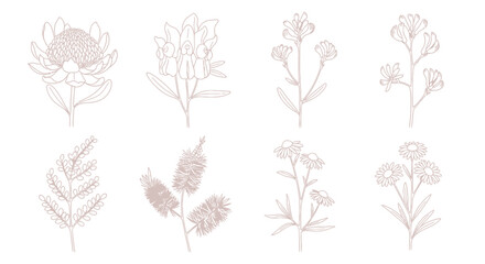 Set of minimalist Australian wildflower line art illustrations on a white background © Kental