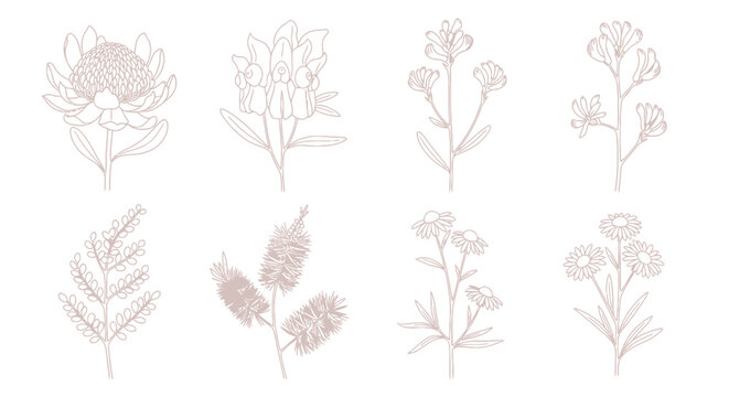 Set of minimalist Australian wildflower line art illustrations on a white background