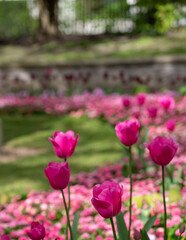 Fototapeta premium Colourful tulips, photographed in springtime at Victoria Embankment Gardens on the bank of the River Thames in central London, UK.