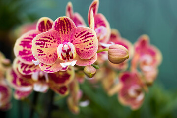 Obraz premium Beautiful colorful orchid - phalaenopsis on blurred background