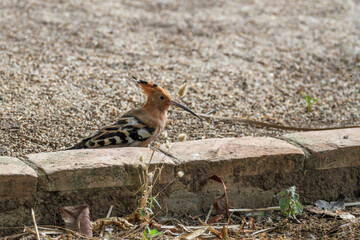 Common hoopoe bird with a prominent crest standing by a brick border in a park. Detailed view of Upupa epops on a gravel path in a botanical garden on a sunny summer day. Valencia. Spain. © Vlad Rakin