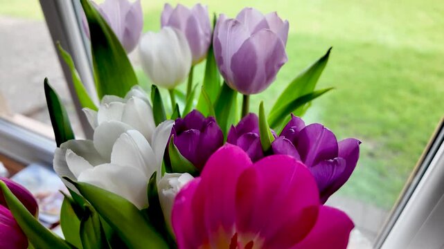 Spring renewal and optimism with colorful tulips blooming by a window on a bright spring day.